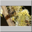 Nomada leucophthalma - Wespenbiene m02b 9mm.jpg